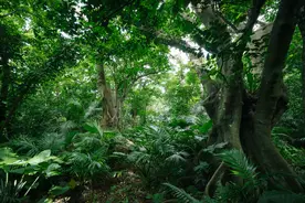 泰国72岁男子丛林迷路，喝雨水撑了3天，用树叶做床睡觉图片