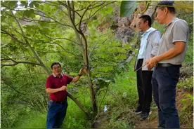 云南建立首个云南梧桐就地保护点图片