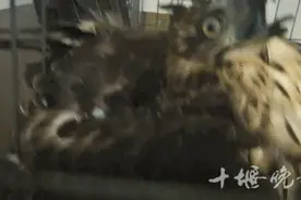 十堰男子开车路上捡到它，长得很凶，来头不小图片