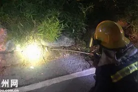 深夜惊魂！西湖区一幼儿园边发现五步蛇 被抓时还在喷毒液图片