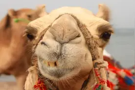 骆驼吃仙人掌为什么不怕刺？图片