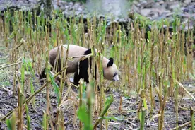 四川峨边野生大熊猫下山啃玉米 专家：约18岁高龄，已送往救助中心检查图片