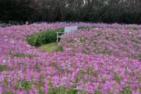 醉蝶花，马鞭草，地肤……花开海上生态园9月赏花攻略来了图片