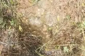 山上的生活 | 猫脸山上住着我的二爷爷图片