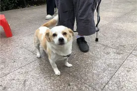 《荆州市养犬管理条例》草案出台 听听市民怎么说图片