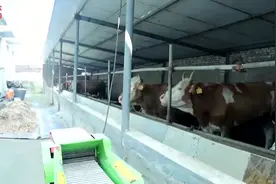 视频｜自繁自养培育肥牛，巨野村民走出一条高效致富路图片