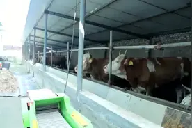 视频｜自繁自养培育肥牛，巨野村民走出一条高效致富路图片