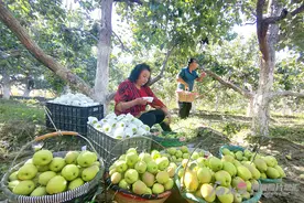 库尔勒香梨熟了图片