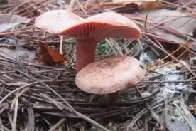 黄冈市民餐桌添美味，大别山枞树菇借秋雨冒头图片