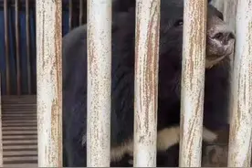 胆儿太大！一男子无证驯养野生熊崽9年，结果悲剧了图片