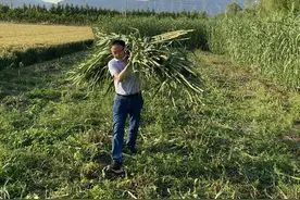 填补空白！能吸收重金属的“幸福草”，到底有多牛？图片