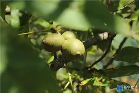 毕节金海湖新区（毕节高新区）：“硬”核手段 促进核桃产业提质增效图片