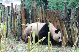 四川野生大熊猫，下山掰苞谷→图片