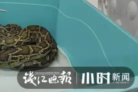 从15楼外逃的蟒蛇藏身14楼阳台，“落网”后已被送往杭州市动物园图片