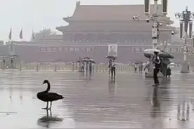 壹现场丨天安门广场上的黑天鹅现在怎么样了？最新情况来了图片