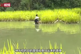 贵州一农民鱼塘试种“漂浮水稻”获成功 亩产千斤稻谷