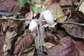 广东首次发现“幽灵之花”——球果假沙晶兰图片