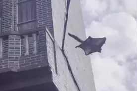 靖西一居民家里来了一只怪动物，长得像猫又像鼠，还会飞图片