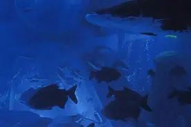 走进威海“海底世界”，开启奇妙“探险之旅”图片