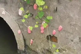 如果你在崇明发现它，一定要上报！！图片