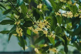 多彩金秋 | 桂花落人间，满秋香自来！图片