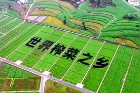 走进乡村看小康 | 重庆涪陵：小榨菜有大产值 它一点也不“菜”图片