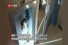 俄罗斯一狗狗在电梯外被牵引绳勒脖吊起险丧命 幸被邻居救下图片