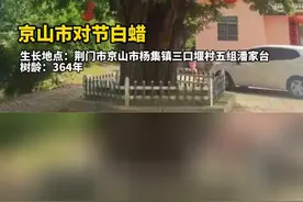湖北十大最美古树公布，你pick哪一颗？视频封面