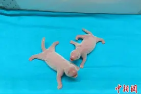中国旅西大熊猫“花嘴巴”顺利产下一对龙凤胎图片