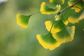 风吹一片叶，万物已惊秋，这份秋季养生贴士请接收图片