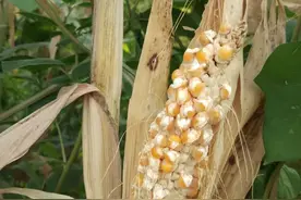 柳州村民家玉米棒晒成爆米花？网友：真·热爆了图片