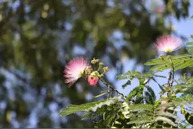 国学成语故事（24）生于忧患死于安乐之如履薄冰图片