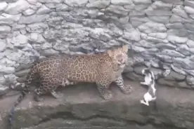 印度一豹子追着猫咪掉井中 从水中突然冲出吓坏小猫图片