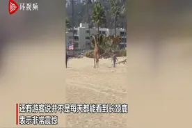疯狂时刻！美国洛杉矶一长颈鹿在海滩散步引围观图片