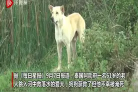 泰国一主人跳河救爱犬被淹死 狗狗上岸后心碎哭泣图片