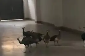 云南一高校楼道现成群孔雀，校方：为提升校园环境，系放养视频封面