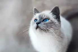 科学家揭秘猫的七种性格类型图片