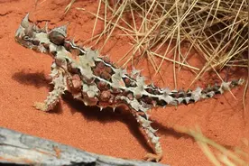 白露之后不露jio，那“四脚蛇”呢？图片