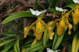 调整后的《国家重点保护野生植物名录》正式公布图片