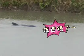 “鲸”险救援！渔民海边发现搁浅“大鱼”竟是国家二级保护动物瓜头鲸图片