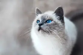 科学家揭秘猫的七种性格类型图片