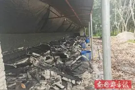 这样做槟榔，严厉打击！琼海已查扣1万多斤图片