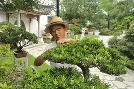 秋风起，罗汉松盆景养护需注意以下几点图片