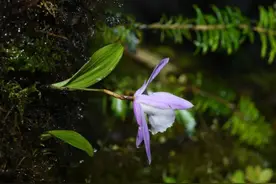最新《国家重点保护野生植物名录》发布图片