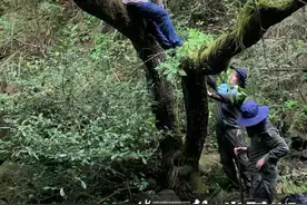 食用菌易富集重金属，还能用来处理土壤污染，还能放心吃吗？图片