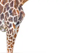 你敢信？长颈鹿可能会悄悄灭绝图片