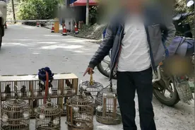 云南两男子肩挑七个鸟笼遛15只画眉鸟被查视频封面