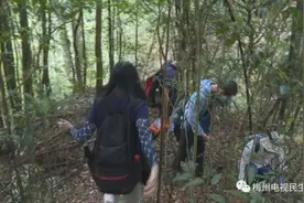 广东祖孙三人食用毒蘑菇身亡，两只猫喝汤后也被毒死，“元凶”可能是它图片