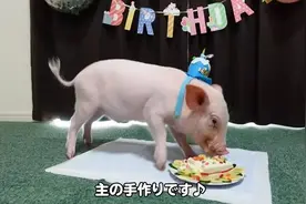 日本网红直播养宠物小猪100天，然后亲手杀掉吃了…图片