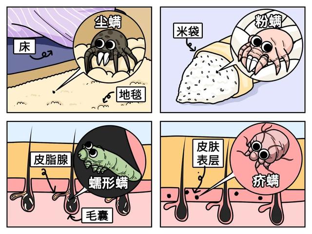 螨虫是怎么一步步爬到你床上的